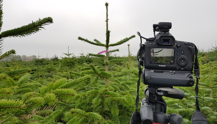 Sapin Christophe Dacquin